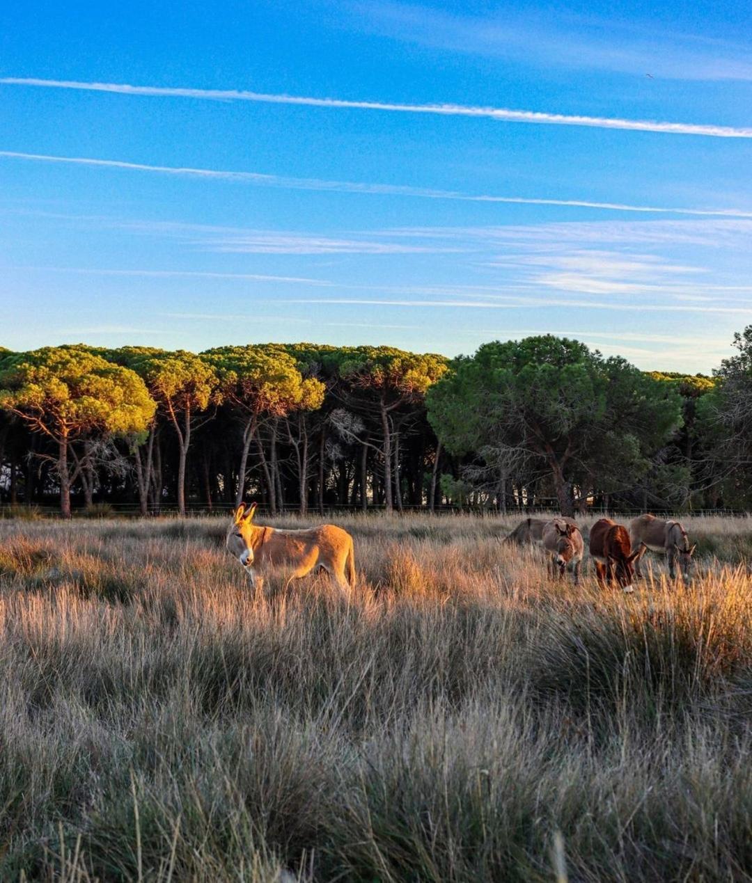 Appartement Vue D'Or Les Pieds Dans L'Eau La Londe-les-Maures Kültér fotó